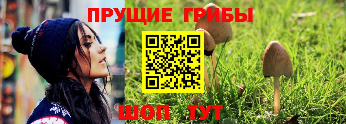 Псилоцибиновые грибы Psilocybe Истра